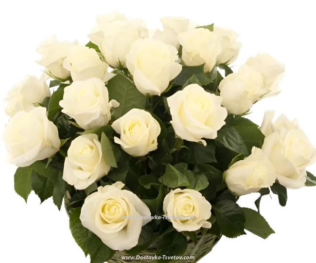 Roses Basket of white roses "Hermitage"