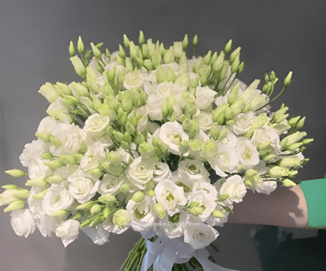 Eustoma White lisianthus "Ice cream"