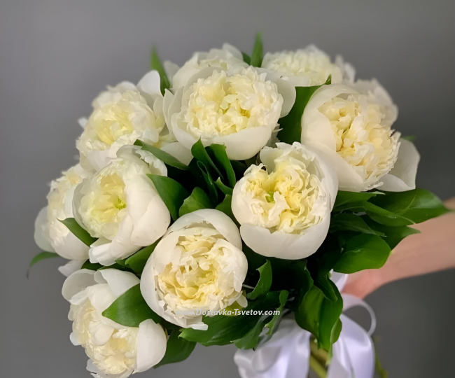 Peonies White peonies "Improvisation"