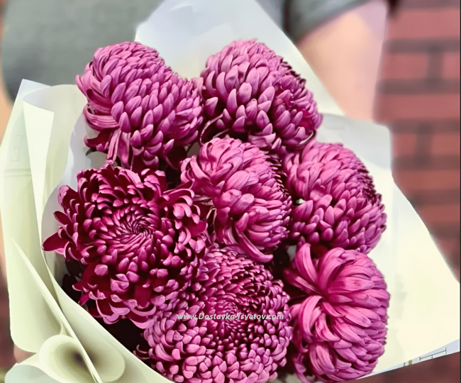 Flowers Chrysanthemum "Curler"