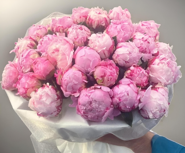 Flowers Pink flowers "Peony of Happiness"