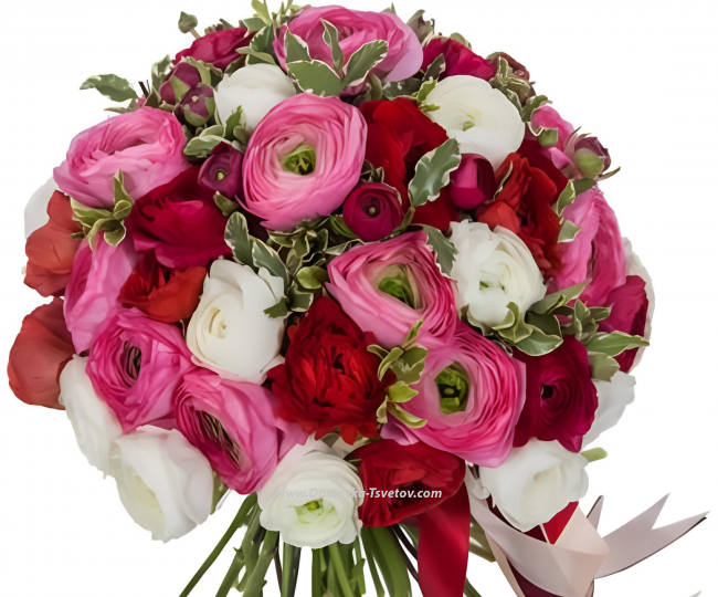 Ranunculus Ranunculus "Three Wishes"