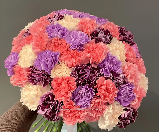 Flowers Large bouquet of 55 carnations "Globe"