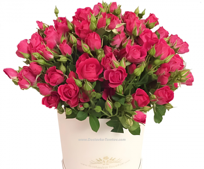 Flowers Shrub roses in a box "Melody"