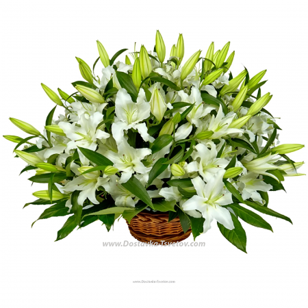 White lilies "Sleepy Morning"