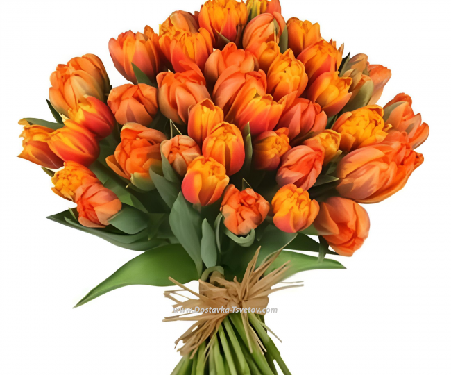 Tulips Tulips "Golden Autumn"