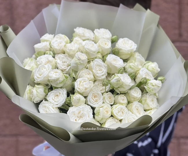 25 roses Shrub roses "Snowflake"