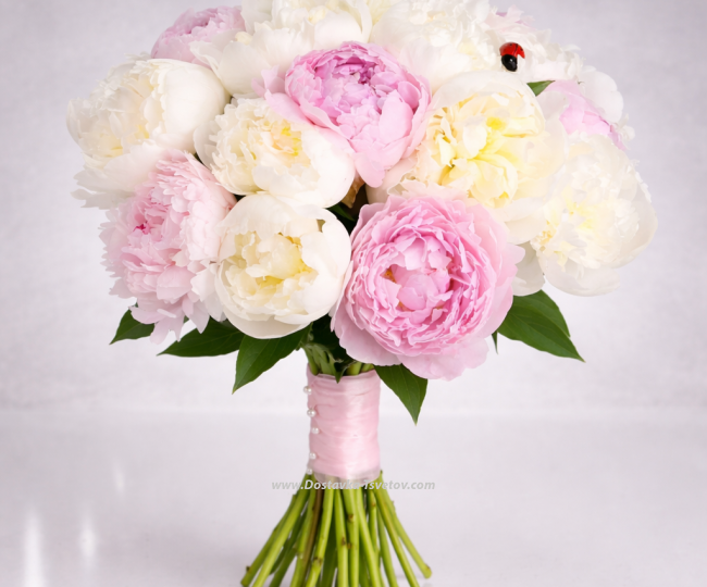Peonies Peonies mix "Simple words"