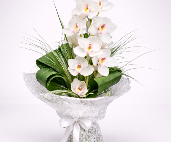Orchids White orchid "Snow Peak"