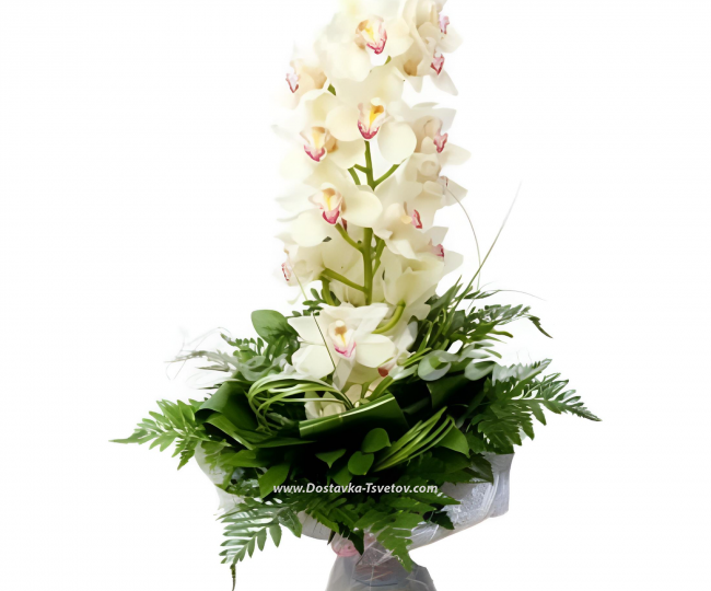 Flowers White orchid "Atlantic"