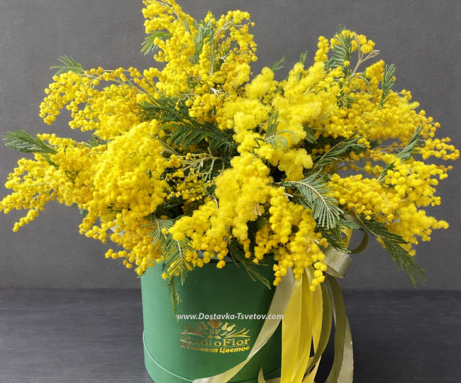 In the box Mimosa in a box "Milady"