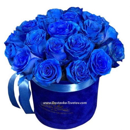 Roses "Blue Diamond"