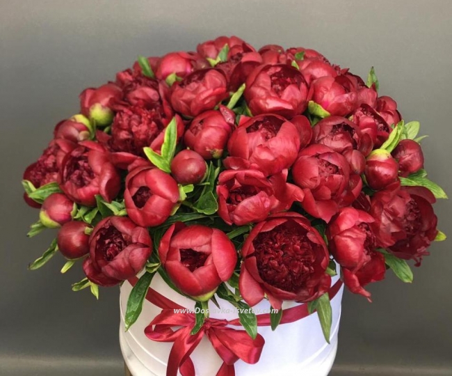 Flowers Box of peonies "Vernissage"