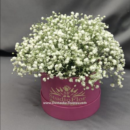 Gypsophila in a box "Fluffy"