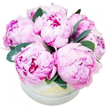 Peonies in the box "River of Peace"
