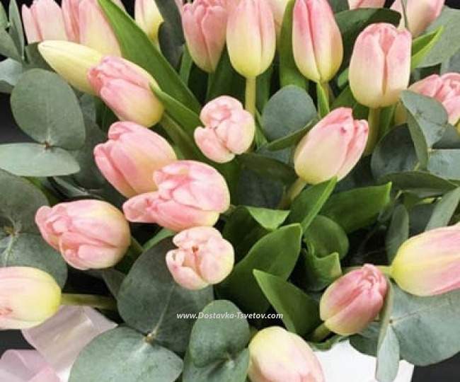 Pink tulips "Belissimo" - photo #3