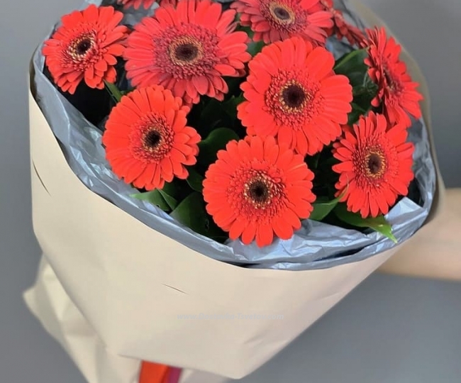 Gerberas Red gerberas "Symphony"