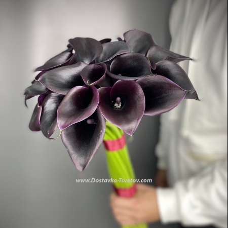 Black callas "Bagheera"