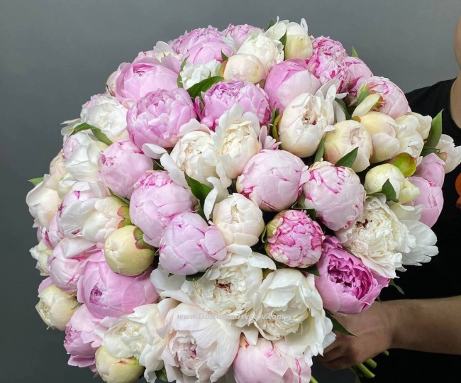 Flowers Peonies "101 Happiness"