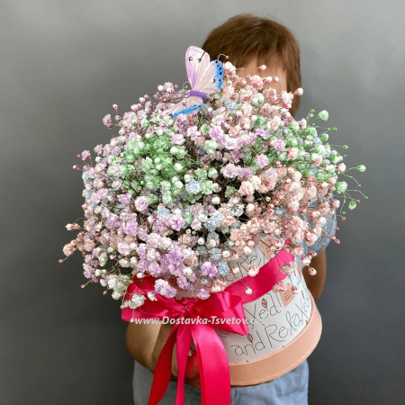 Rainbow gypsophila "Favorite"