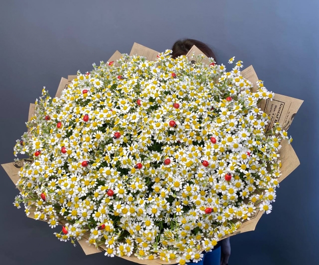 Chamomile Bouquet of daisies "Alexandra"