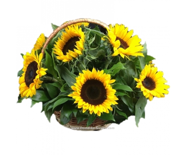 Sunflowers Basket of sunflowers "Baby"