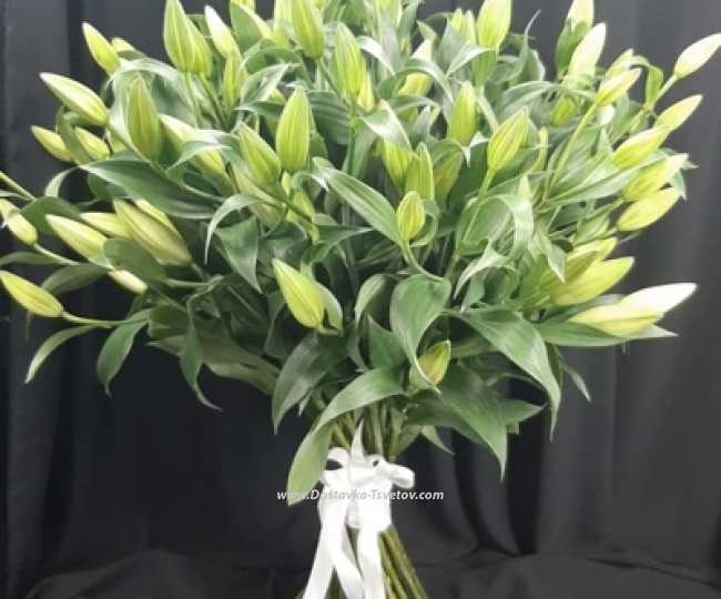 White lilies "Snow Waltz" - photo #3