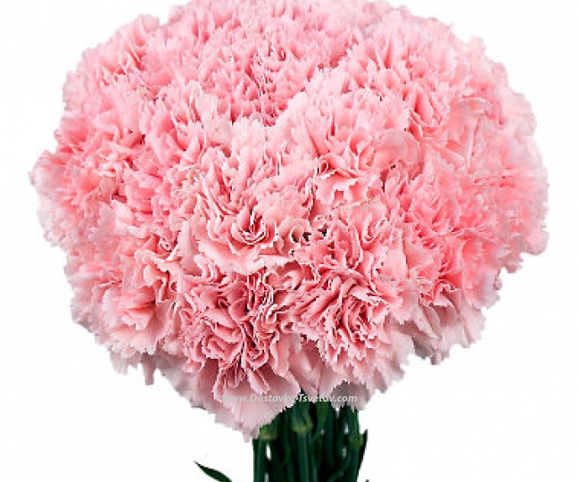 Carnation Bouquet of pink carnations "Suzanna"