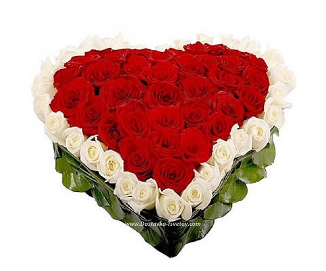 51 Roses Red and white "Flame of Love"