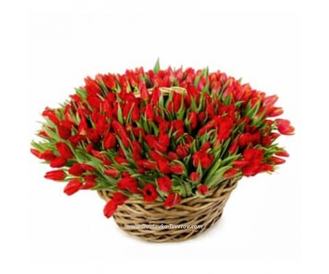 Tulips Red basket "101 hope"
