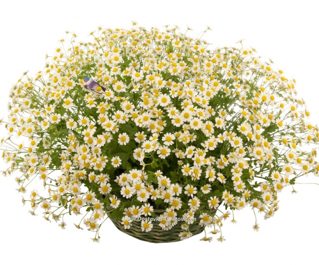 Flowers Daisies in the basket "Inspiration"