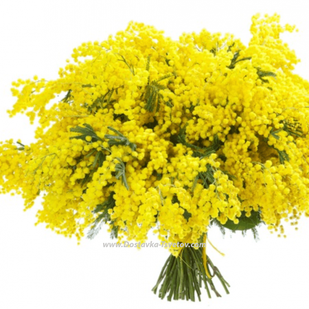 Mimosa "Warmth of Feelings"