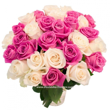 White and pink roses "Temptation"