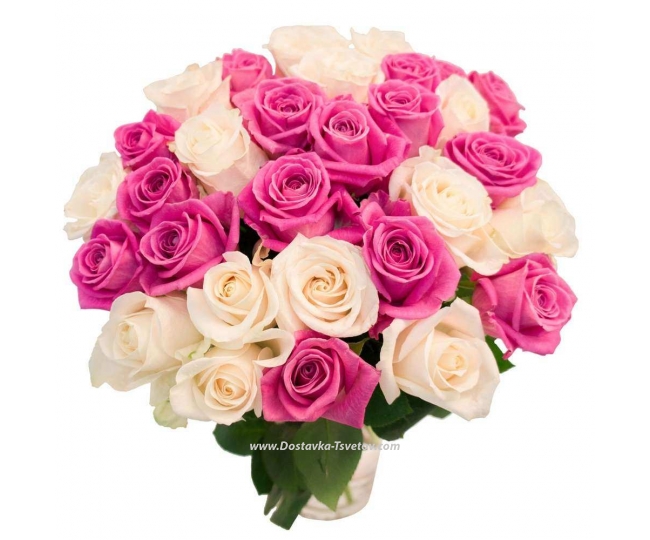 White and pink roses "Temptation"