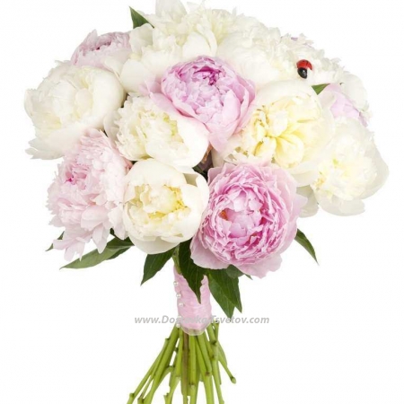 Peonies mix "Simple words"