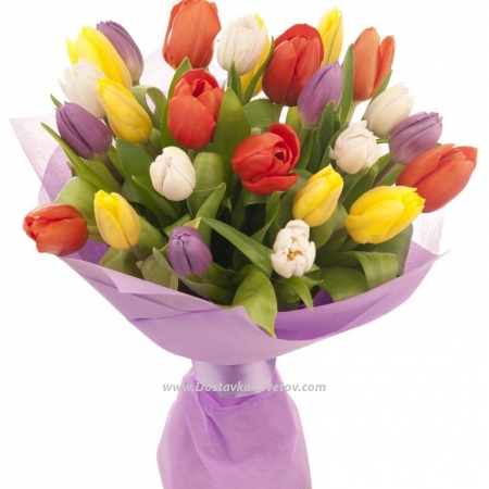 Colored tulips "Flirt"