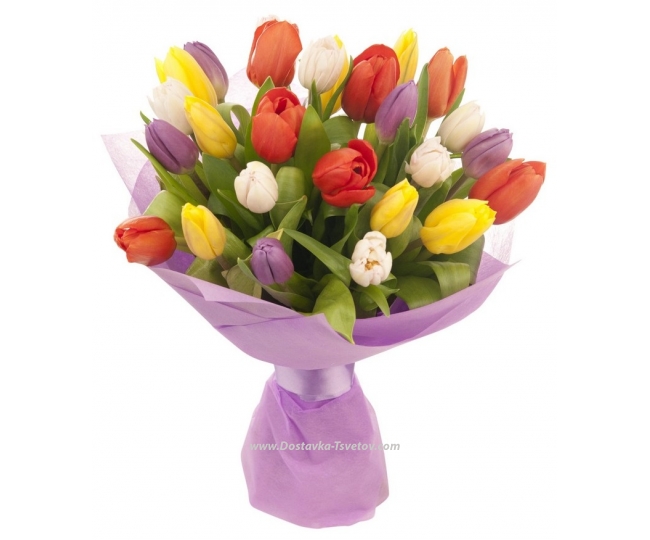 Tulips Colored tulips "Flirt"
