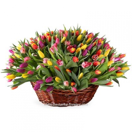 A basket of tulips "Montpensier"