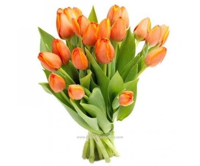 Orange tulips Orange flowers "Tangerine"
