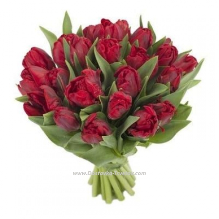 Peony-shaped tulips "Torch"