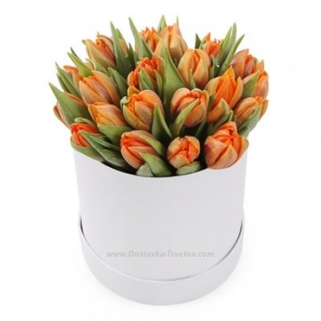 Tulips in a box "Carnelian"