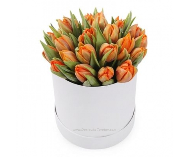 Tulips Tulips in a box "Carnelian"