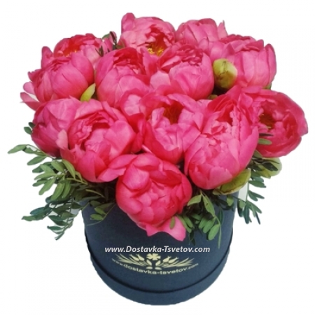 Peonies "Coral Reef"