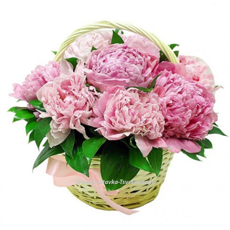 Peonies "Pink Sky"