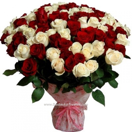 101 Red and white roses "Goddess"