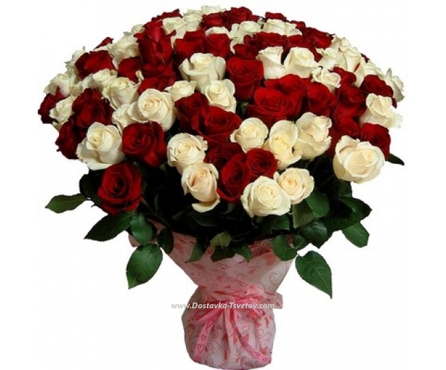 101 Red and white roses "Goddess"