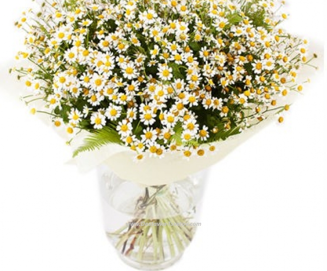 Chamomile Bouquet of daisies "Adam and Eve"