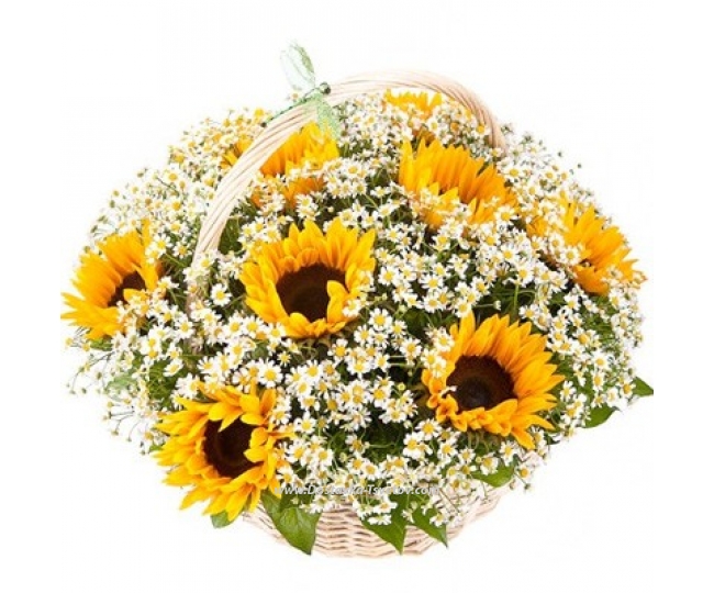 Sunflowers Basket-mix "Kiss of the Sun"