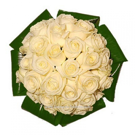 White roses "Snowflake"