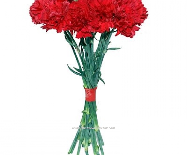 Carnation Red carnations "Victory Day"